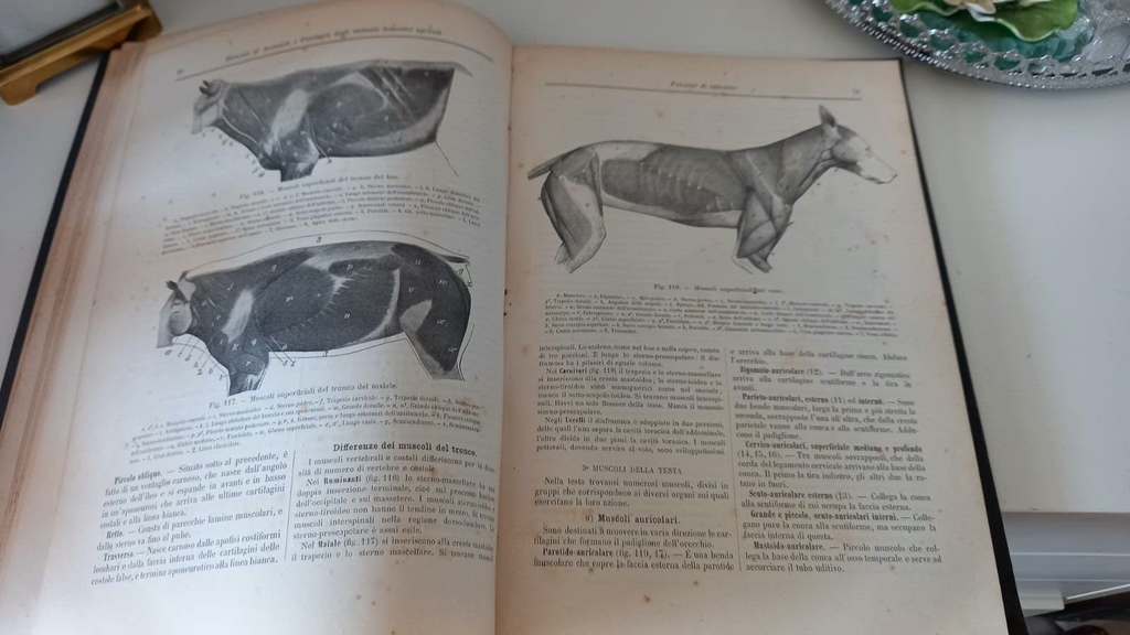 🔴 Libro ANATOMIA e FISIOLOGIA animali domestici agricoli Varaldi vintage 1900