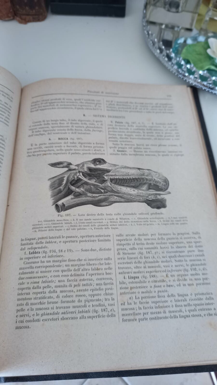 🔴 Libro ANATOMIA e FISIOLOGIA animali domestici agricoli Varaldi vintage 1900